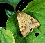 Insect, insects, bollworm, bollworms, american, american bollworm, american bollworms, helicoverpa, armigera, helicoverpa armigera, cotton.