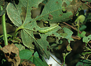 Insect, insects, cabbage, looper, loopers, cabbage looper, cabbage loopers, Trichoplusia, ni, trichoplusia ni, caterpillar, larva, Insecta, Lepidoptera, Noctuidae, pest, arthropod, pests, agriculture, polyphagous, cabbage, vegetable, cotton, Gossypium, leaf, leaves, damage, damaged, feeding, Mississipi, USA.
