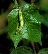 Insect, insects, cabbage, looper, loopers, cabbage looper, cabbage loopers, Trichoplusia, ni, trichoplusia ni, caterpillar, larva, Insecta, Lepidoptera, Noctuidae, pest, arthropod, pests, agriculture, polyphagous, cabbage, vegetable, cotton, Gossypium, leaf, leaves, damage, damaged, feeding, Mississipi, USA.