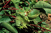 Insect, insects, spiny, bollworm, Earias, insulana, caterpillar, larva, Insect, insect, pest, Lepidoptera, Noctuidae, cotton, Gossypium, damage, damaged, boll, green, agriculture, crop, Morocco.