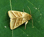 Insect, insects, tobacco budworm, cotton, bollworm, tomato, fruitworm, Helicoverpa, virescens, Heliothis, Insecta, insect, Lepidoptera, Noctuidae, moth, adult, imago, pest, cotton, Gossypium, leaf, boll, crop, agriculture, polyphagous.
