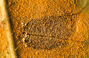 Disease, diseases, plant disease, plant diseases, rust, spore, spores, necrotic, lesion, lesions, coffee, coffee rust, hemileia, vastatrix, hemileia vastatrix.