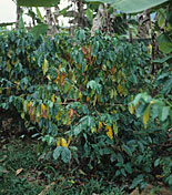 Disease, diseases, plant disease, plant diseases, rust, spore, spores, necrotic, lesion, lesions, coffee, coffee rust, hemileia, vastatrix, hemileia vastatrix.