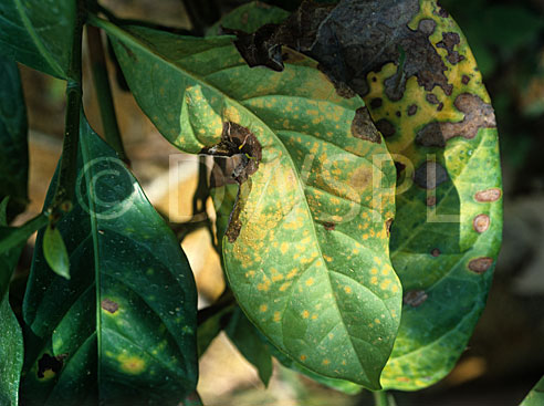 stock photo image: Disease, diseases, plant disease, plant diseases, rust, spore, spores, necrotic, lesion, lesions, coffee, coffee rust, hemileia, vastatrix, hemileia vastatrix.