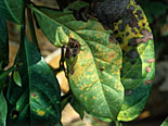 Disease, diseases, plant disease, plant diseases, rust, spore, spores, necrotic, lesion, lesions, coffee, coffee rust, hemileia, vastatrix, hemileia vastatrix.