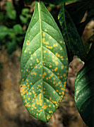 Disease, diseases, plant disease, plant diseases, rust, spore, spores, necrotic, lesion, lesions, coffee, coffee rust, hemileia, vastatrix, hemileia vastatrix.