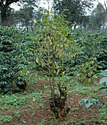 Disease, diseases, plant disease, plant diseases, Coffee, bark disease, fusarium, fusarium bark disese, fusarium, solani, fusarium solani.