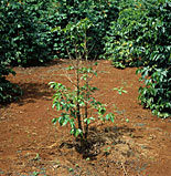 Disease, diseases, plant disease, plant diseases, Coffee, bark disease, fusarium, fusarium bark disese, fusarium, solani, fusarium solani.