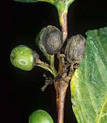 Disease, diseases, plant disease, plant diseases, Coffee, coffea, arabica, coffea arabica, Coffee berry disease, Colletotrichum coffeanum, colletotrichum, coffeanum.