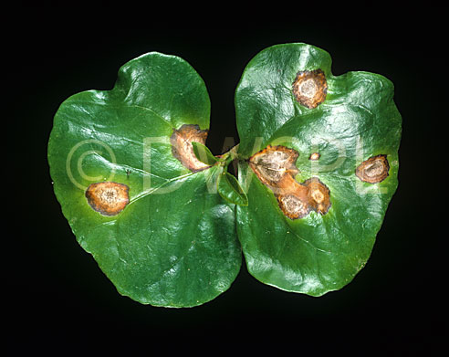 stock photo image: Disease, diseases, plant disease, plant diseases, Coffee, coffea, arabica, coffea arabica, seedling, seedlings, cotyledon, cotyledons, crop, crops, cercospora, leaf spot, coffeicola, fungus, fungal, Pathogen.