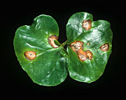 Disease, diseases, plant disease, plant diseases, Coffee, coffea, arabica, coffea arabica, seedling, seedlings, cotyledon, cotyledons, crop, crops, cercospora, leaf spot, coffeicola, fungus, fungal, Pathogen.