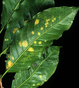 Disease, diseases, plant disease, plant diseases, rust, spore, spores, necrotic, lesion, lesions, coffee, coffee rust, hemileia, vastatrix, hemileia vastatrix.
