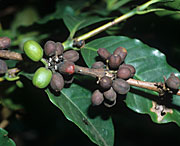 Disease, diseases, plant disease, plant diseases, Coffee, coffea, arabica, coffea arabica, Coffee berry disease, Colletotrichum coffeanum, colletotrichum, coffeanum.