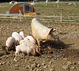 Agriculture, livestock, pig, animal, animals, pigs, meat industry, meat trade, sow, sows, piglet, piglets, sty, stys, pigsty, pigstys, pig sty, pig stys, litter, litters.