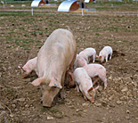 Agriculture, livestock, pig, animal, animals, pigs, meat industry, meat trade, sow, sows, piglet, piglets, sty, stys, pigsty, pigstys, pig sty, pig stys, litter, litters.