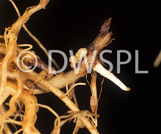 stock photo image: Disease, diseases, plant disease, plant diseases, canker, vegetable, vegetables, potato, potatoes, stolon, Stolon canker, rhizoctonia, solani, Rhizoctonia solani.