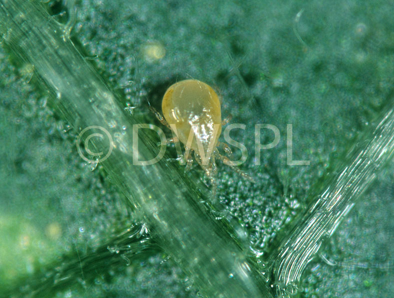 stock photo image: Insect, insects, mite, mites, typhlodromus, pryi, typhlodromus pyri.