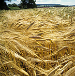 Agriculture, crop, crops, barley, barley crop, barley crops, barley field, barley fields, cereal grain, cereal crop, cereal crops.