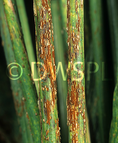 stock photo image: Disease, diseases, plant disease, plant diseases, rust, black, black stem, black stem rust, puccinia, graminis, puccinia graminis, wheat.