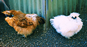 Chicken, Chickens, Animal, Animals, Bird, birds, pet, pets, fowl, silky, chinese silky chicken, chinese silky chickens, chinese silkie chicken, chinese silkie chickens, silkie chicken, silkie chickens, hen, hens, poultry, MG73,