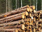 Industry, timber, timber industry, wood, woodpile, woodpiles, pile of wood, piles of wood, logging, logging industry, log, logs, logging, AB67,