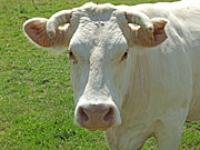 Farming, Farmland, farm, farms, Agriculture, Livestock, animal, animals, animal, animals, cattle, meat industry, meat trade, meat industry, meat trade, Cow, Cows, charolais, charolais cattle, charolais cow, charolais cows, normandy, france, AB67,