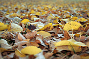 Australia, act, australian capital territory, territory, territories, Canberra, great dividing range, leaf, leaves, autumn, autumn scene, autumn scenes.