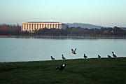 Australia, act, australian capital territory, territory, territories, Canberra, great dividing range, water, lake, lakes, burley griffin, lake burley griffin, library, libraries, national library, national library of australia, architecture, duck, ducks.