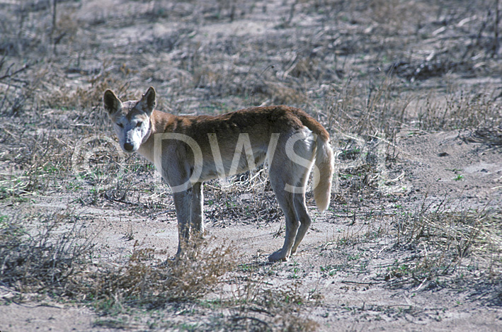 stock photo image: Animal, Animals, dog, dogs, dingo, dingos, dingoes, wild dog, wild dogs, feral, feral animal, feral animals, feral dog, feral dogs, native dog, native dogs, warrigal, warrigals, canis, canis familiaris, mammal, mammal, NT, Northern Territory, Australia, simpson, simpson desert, desert, deserts, australian desert, australian deserts.