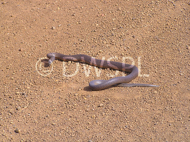 stock photo image: Animal, animals, reptile, reptiles, snake, snakes, dugite, dugites, pseudonaja, affinis, pseudonaja affinis, outback, australian outback, outback australia, road, roads, unsealed, unsealed road, unsealed roads, dirt, dirt road, dirt roads, PS76,