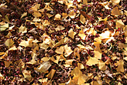 Leaf, leaves, autumn, autumn scene, autumn scenes, pa76,