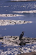 Pollution, polluting, pollute, water, water pollution, rubbish, garbage, Animal, Animals, Bird, birds, waterway, waterways, sydney, nsw, new South Wales, australia, littered, litter, litters, littering.