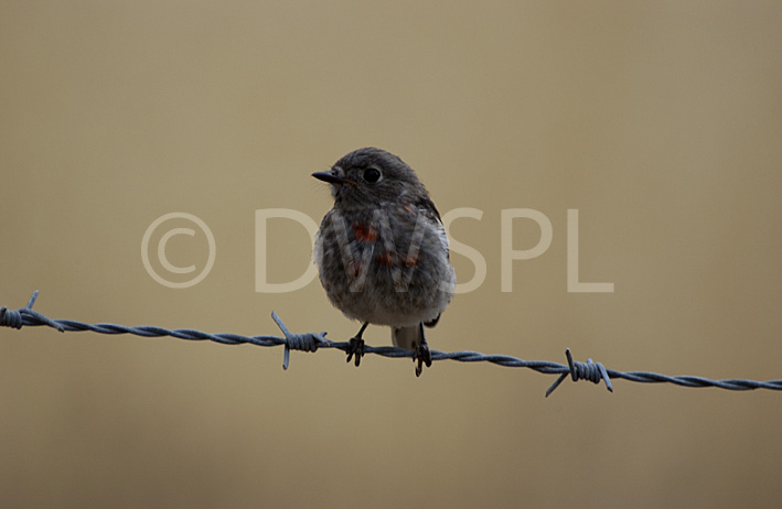 A ROYALTY FREE IMAGE OF SCARLET ROBIN (PETROICA MULTICOLOR) ON BARBED