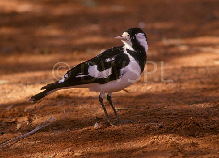 stock photo image: Animal, animals, bird, birds, mudlark, mudlarks, mud, mud lark, mud larks, australian, australian bird, australian birds, lark, larks, magpie-lark, magpie-larks, peewee, peewees, pee wee, pee wees, magpie, grallina, cyanoleuca, grallina cyanoleuca.