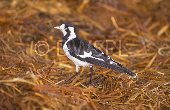 mudlark bird