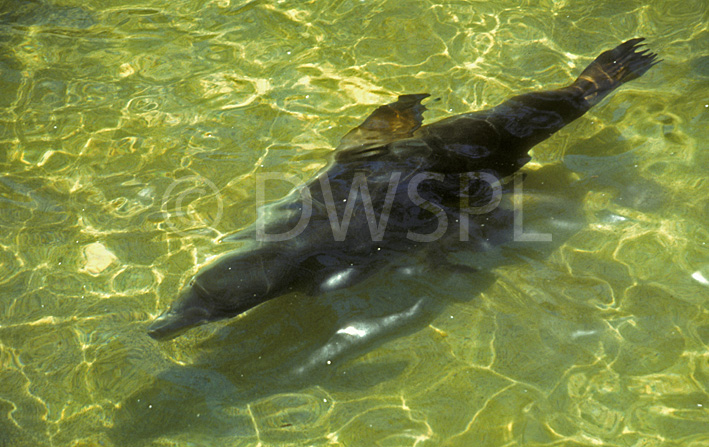 stock photo image: Animal, animals, australia, australian, mammal, mammals, australian mammal, australian mammals, monotreme, monotremes, ornithorhynchidae, ornithorhynchus, anatinus, ornithorhynchus anatinus, platypus, platypuses, water, swim, swims, swimming.