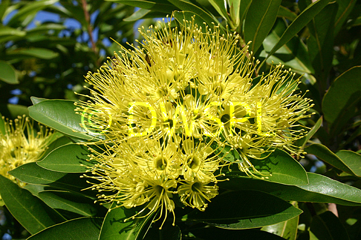 stock photo image: Tree, trees, penda, golden, golden penda, golden penda tree, golden penda trees, yellow, yellow flower, yellow flowers, xanthostemon, chrysanthus, xanthostemon chrysanthus.