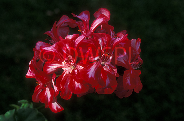 stock photo image: Flower, flowers, geranium, geraniums, pelargonium, pelargoniums, perennial, perennials, harlequin mahogany, harlequin, mahogany.