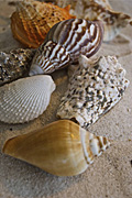 Australia, Australian, Marinelife, Marine life, Aquatic, Aquatic life, Sea life, Sealife, shell, shells, mollusc, molluscs, gastropod, gastropods, seashell, seashells, sea shell, sea shells, sand, beach, beaches, RM75,