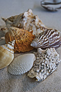 Australia, Australian, Marinelife, Marine life, Aquatic, Aquatic life, Sea life, Sealife, shell, shells, mollusc, molluscs, gastropod, gastropods, seashell, seashells, sea shell, sea shells, sand, beach, beaches, RM75,