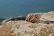 Australia, Australian, Marinelife, Marine life, Aquatic, Aquatic life, Sea life, Sealife, shell, shells, mollusc, molluscs, gastropod, gastropods, seashell, seashells, sea shell, sea shells, rock, rocks, RM75,