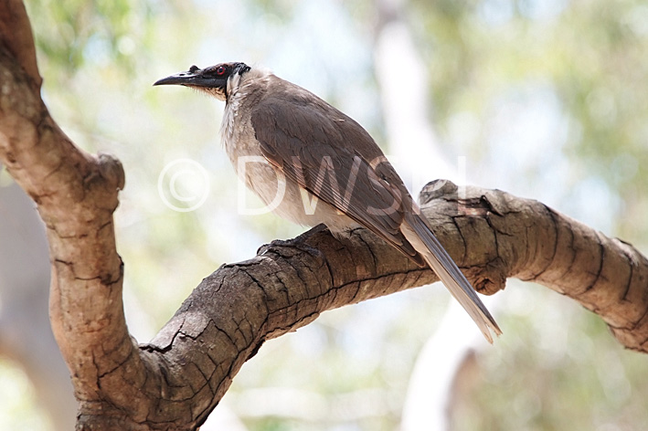 stock photo image: Animals, australian, australian bird, australian birds, bird, birds, friarbird, friarbirds, friar bird, friar birds, noisy, philemon, corniculatus, philemon corniculatus, noisy friar bird, noisy friar birds, noisy friarbird, noisy friarbirds, honeyeater, honeyeaters.