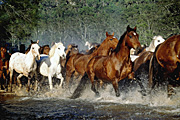 Animal, animals, horse, horses, brumby, brumbies, creek, creeks, water, NP80,