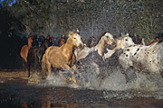 Animal, animals, horse, horses, brumby, brumbies, creek, creeks, water, NP80,