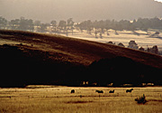 Animal, animals, horse, horses, nsw, new South Wales, cooma, NP80,