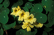 Herb, herbs, tropaeolum, majus, tropaeolum majus, nasturtium, nasturtiums, yellow, yellow flower, yellow flowers.