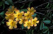 Flower, flowers, rhododendron, rhododendrons, vireya, zoelleri, vireyas, vireya rhododendron, vireya rhododendrons, yellow, yellow flower, yellow flowers.