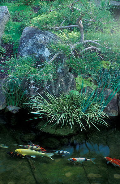 stock photo image: Garden, gardens, pond, ponds, garden pond, garden ponds, water, waterfeature, waterfeatures, water feature, water features, carp, fish, fishes, acorus gramineus, acorus gramineus, pinus, densiflora, pinus densiflora, pine, red pine, japanese red pine, rock, rocks.