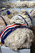 Australia, tas, tassie, tasmania, wool, grade, grades, grading, championship, championships, ribbon, ribbons.
