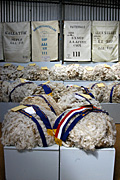 Australia, tas, tassie, tasmania, wool, grade, grades, grading, championship, championships, ribbon, ribbons.